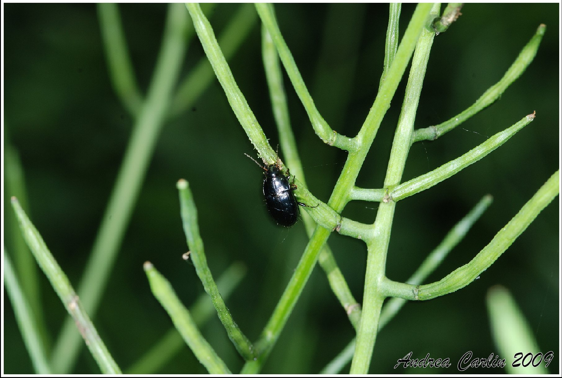 L''Alliaria , cibo per Amara